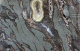 Bargain, Slab Fossil Teredo (Shipworm Bored) Wood - England #70663-1